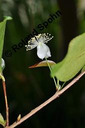 Einblütige Kirschmyrte, Surinam-Kirschmyrte, Eugenia uniflora, Eugenia uniflora, Einblütige Kirschmyrte, Surinam-Kirschmyrte, Myrtaceae, Blühend Kauf von 00148_eugenia_uniflora_dsc_8432.jpg