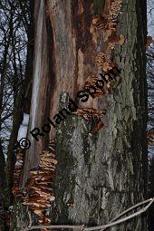 Samtfußrübling, Enoki-Pilz, Flammulina velutipes, Basidiomyceten, Flammulina velutipes, Samtfußrübling, Enoki-Pilz, Fruchtkörper Kauf von 00154_flammulina_velutipes_dsc_1464.jpg
