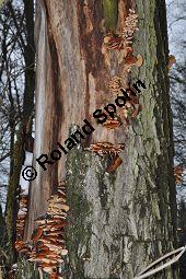 Samtfußrübling, Enoki-Pilz, Flammulina velutipes, Basidiomyceten, Flammulina velutipes, Samtfußrübling, Enoki-Pilz, Fruchtkörper Kauf von 00154_flammulina_velutipes_dsc_1465.jpg
