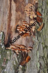 Samtfußrübling, Enoki-Pilz, Flammulina velutipes, Basidiomyceten, Flammulina velutipes, Samtfußrübling, Enoki-Pilz, Fruchtkörper Kauf von 00154_flammulina_velutipes_dsc_1466.jpg