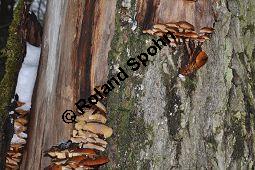 Samtfußrübling, Enoki-Pilz, Flammulina velutipes, Basidiomyceten, Flammulina velutipes, Samtfußrübling, Enoki-Pilz, Fruchtkörper Kauf von 00154_flammulina_velutipes_dsc_1467.jpg