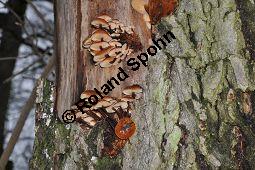 Samtfußrübling, Enoki-Pilz, Flammulina velutipes, Basidiomyceten, Flammulina velutipes, Samtfußrübling, Enoki-Pilz, Fruchtkörper Kauf von 00154_flammulina_velutipes_dsc_1468.jpg
