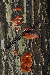 Samtfußrübling, Enoki-Pilz, Flammulina velutipes, Basidiomyceten, Flammulina velutipes, Samtfußrübling, Enoki-Pilz, Fruchtkörper Kauf von 00154_flammulina_velutipes_dsc_1469.jpg