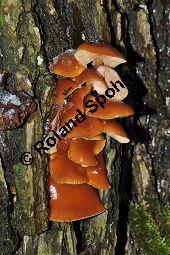 Samtfußrübling, Enoki-Pilz, Flammulina velutipes, Basidiomyceten, Flammulina velutipes, Samtfußrübling, Enoki-Pilz, Fruchtkörper Kauf von 00154_flammulina_velutipes_dsc_1470.jpg