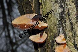 Samtfußrübling, Enoki-Pilz, Flammulina velutipes, Basidiomyceten, Flammulina velutipes, Samtfußrübling, Enoki-Pilz, Fruchtkörper Kauf von 00154_flammulina_velutipes_dsc_1472.jpg