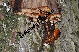 Samtfußrübling, Enoki-Pilz, Flammulina velutipes, Basidiomyceten, Flammulina velutipes, Samtfußrübling, Enoki-Pilz, Fruchtkörper Kauf von 00154_flammulina_velutipes_dsc_1473.jpg