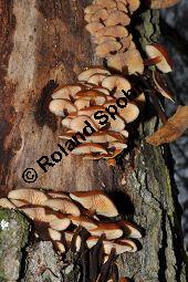 Samtfußrübling, Enoki-Pilz, Flammulina velutipes, Basidiomyceten, Flammulina velutipes, Samtfußrübling, Enoki-Pilz, Fruchtkörper Kauf von 00154_flammulina_velutipes_dsc_1474.jpg