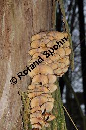 Samtfußrübling, Enoki-Pilz, Flammulina velutipes, Basidiomyceten, Flammulina velutipes, Samtfußrübling, Enoki-Pilz, Fruchtkörper Kauf von 00154_flammulina_velutipes_dsc_1476.jpg