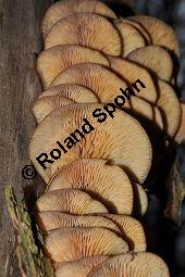 Samtfußrübling, Enoki-Pilz, Flammulina velutipes, Basidiomyceten, Flammulina velutipes, Samtfußrübling, Enoki-Pilz, Fruchtkörper Kauf von 00154_flammulina_velutipes_dsc_1478.jpg