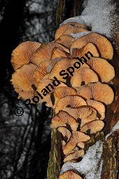 Samtfußrübling, Enoki-Pilz, Flammulina velutipes, Basidiomyceten, Flammulina velutipes, Samtfußrübling, Enoki-Pilz, Fruchtkörper Kauf von 00154_flammulina_velutipes_dsc_1480.jpg