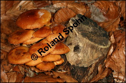 Samtfußrübling, Enoki-Pilz, Flammulina velutipes, Basidiomyceten, Flammulina velutipes, Samtfußrübling, Enoki-Pilz, Fruchtkörper Kauf von 00154flammulina_velutipesimg_5007.jpg