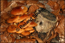 Samtfußrübling, Enoki-Pilz, Flammulina velutipes, Basidiomyceten, Flammulina velutipes, Samtfußrübling, Enoki-Pilz, Fruchtkörper Kauf von 00154flammulina_velutipesimg_5008.jpg
