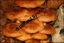 Samtfußrübling, Enoki-Pilz, Flammulina velutipes, Basidiomyceten, Flammulina velutipes, Samtfußrübling, Enoki-Pilz, Fruchtkörper Kauf von 00154flammulina_velutipesimg_5009.jpg