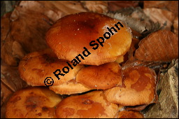 Samtfußrübling, Enoki-Pilz, Flammulina velutipes, Basidiomyceten, Flammulina velutipes, Samtfußrübling, Enoki-Pilz, Fruchtkörper Kauf von 00154flammulina_velutipesimg_5010.jpg