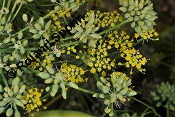 Gewürz-Fenchel, Süßer Fenchel, Foeniculum vulgare ssp. vulgare var. dulce, Foeniculum vulgare ssp. vulgare var. dulce, Gewürz-Fenchel, Süßer Fenchel, Apiaceae, unreif fruchtend Kauf von 00156_foeniculum_vulgare_vulgare_dsc_7424.jpg