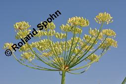 Gewürz-Fenchel, Süßer Fenchel, Foeniculum vulgare ssp. vulgare var. dulce, Foeniculum vulgare ssp. vulgare var. dulce, Gewürz-Fenchel, Süßer Fenchel, Apiaceae, unreif fruchtend Kauf von 00156_foeniculum_vulgare_vulgare_dsc_7425.jpg