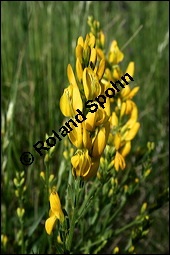 Färber-Ginster, Genista tinctoria, Fabaceae, Genista tinctoria, Färber-Ginster, Habitat Kauf von 00162genista_tinctoriaimg_2095.jpg