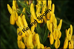 Färber-Ginster, Genista tinctoria, Fabaceae, Genista tinctoria, Färber-Ginster, Habitat Kauf von 00162genista_tinctoriaimg_8040.jpg