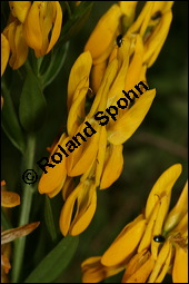 Färber-Ginster, Genista tinctoria, Fabaceae, Genista tinctoria, Färber-Ginster, Habitat Kauf von 00162genista_tinctoriaimg_8041.jpg