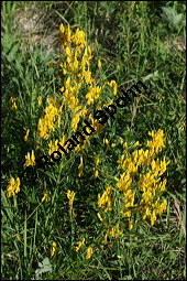 Färber-Ginster, Genista tinctoria, Fabaceae, Genista tinctoria, Färber-Ginster, Habitat Kauf von 00162genista_tinctoriaimg_8042.jpg
