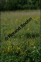 Färber-Ginster, Genista tinctoria, Fabaceae, Genista tinctoria, Färber-Ginster, Habitat Kauf von 00162genista_tinctoriaimg_8092.jpg