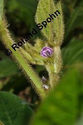 Soja, Sojabohne, Glycine max, Dolichos soja, Soja hispida, Phaseolus max, Glycine hispida, Glycine max, Dolichos soja, Soja hispida, Phaseolus max, Glycine hispida, Soja, Sojabohne, Fabaceae, Blühend Kauf von 00164_glycine_max_dsc_2304.jpg