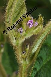 Soja, Sojabohne, Glycine max, Dolichos soja, Soja hispida, Phaseolus max, Glycine hispida, Glycine max, Dolichos soja, Soja hispida, Phaseolus max, Glycine hispida, Soja, Sojabohne, Fabaceae, Blühend Kauf von 00164_glycine_max_dsc_2306.jpg