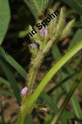 Soja, Sojabohne, Glycine max, Dolichos soja, Soja hispida, Phaseolus max, Glycine hispida, Glycine max, Dolichos soja, Soja hispida, Phaseolus max, Glycine hispida, Soja, Sojabohne, Fabaceae, Blühend Kauf von 00164_glycine_max_dsc_2307.jpg