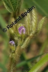 Soja, Sojabohne, Glycine max, Dolichos soja, Soja hispida, Phaseolus max, Glycine hispida, Glycine max, Dolichos soja, Soja hispida, Phaseolus max, Glycine hispida, Soja, Sojabohne, Fabaceae, Blühend Kauf von 00164_glycine_max_dsc_2309.jpg