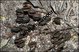 Australische Silbereiche, Grevillea robusta, Proteaceae, Grevillea robusta, Australische Silbereiche, fruchtend Kauf von 00166grevillea_robustaimg_4784.jpg