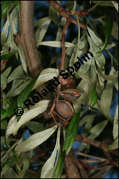 Australische Silbereiche, Grevillea robusta, Proteaceae, Grevillea robusta, Australische Silbereiche, fruchtend Kauf von 00166grevillea_robustaimg_4841.jpg