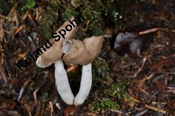 Elastische Lorchel, Helvella elastica, Ascomycet, Fruchtkörper Kauf von 07444_helvella_elastica_dsc_7808.jpg