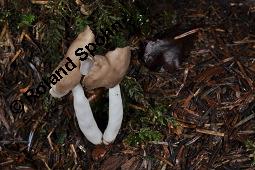 Elastische Lorchel, Helvella elastica, Ascomycet, Fruchtkörper Kauf von 07444_helvella_elastica_dsc_7809.jpg