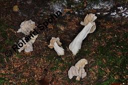 Herbst-Lorchel, Helvella crispa, Helvella crispa, Herbst-Lorchel, Ascomycet, Fruchtkörper Kauf von 00170_helvella_crispa_dsc_7810.jpg