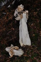 Herbst-Lorchel, Helvella crispa, Helvella crispa, Herbst-Lorchel, Ascomycet, Fruchtkörper Kauf von 00170_helvella_crispa_dsc_7811.jpg