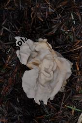 Herbst-Lorchel, Helvella crispa, Helvella crispa, Herbst-Lorchel, Ascomycet, Fruchtkörper Kauf von 00170_helvella_crispa_dsc_7812.jpg