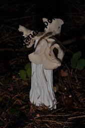 Herbst-Lorchel, Helvella crispa, Helvella crispa, Herbst-Lorchel, Ascomycet, Fruchtkörper Kauf von 00170_helvella_crispa_dsc_7816.jpg