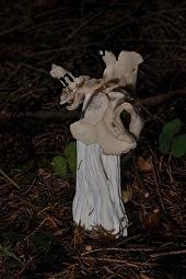 Herbst-Lorchel, Helvella crispa, Helvella crispa, Herbst-Lorchel, Ascomycet, Fruchtkörper Kauf von 00170_helvella_crispa_dsc_7817.jpg