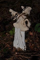 Herbst-Lorchel, Helvella crispa, Helvella crispa, Herbst-Lorchel, Ascomycet, Fruchtkörper Kauf von 00170_helvella_crispa_dsc_7818.jpg