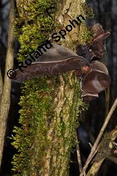 Judasohr, Chinesische Morchel, Mu-Err, Hirneola auricula-judae, Auricularia auricula-judae, Hirneola auricula-judae, Auricularia auricula-judae, Judasohn, Chinesische Morchel, Mu-Err, Ascomycet, Fruchtkörper Kauf von 00174_hirneola_auricula-judae_dsc_8187.jpg