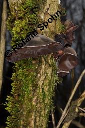 Judasohr, Chinesische Morchel, Mu-Err, Hirneola auricula-judae, Auricularia auricula-judae, Hirneola auricula-judae, Auricularia auricula-judae, Judasohn, Chinesische Morchel, Mu-Err, Ascomycet, Fruchtkörper Kauf von 00174_hirneola_auricula-judae_dsc_8188.jpg