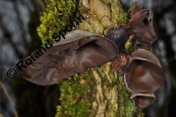 Judasohr, Chinesische Morchel, Mu-Err, Hirneola auricula-judae, Auricularia auricula-judae, Hirneola auricula-judae, Auricularia auricula-judae, Judasohn, Chinesische Morchel, Mu-Err, Ascomycet, Fruchtkörper Kauf von 00174_hirneola_auricula-judae_dsc_8189.jpg