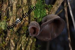 Judasohr, Chinesische Morchel, Mu-Err, Hirneola auricula-judae, Auricularia auricula-judae, Hirneola auricula-judae, Auricularia auricula-judae, Judasohn, Chinesische Morchel, Mu-Err, Ascomycet, Fruchtkörper Kauf von 00174_hirneola_auricula-judae_dsc_8191.jpg