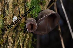 Judasohr, Chinesische Morchel, Mu-Err, Hirneola auricula-judae, Auricularia auricula-judae, Hirneola auricula-judae, Auricularia auricula-judae, Judasohn, Chinesische Morchel, Mu-Err, Ascomycet, Fruchtkörper Kauf von 00174_hirneola_auricula-judae_dsc_8192.jpg