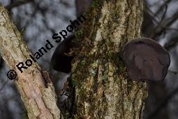 Judasohr, Chinesische Morchel, Mu-Err, Hirneola auricula-judae, Auricularia auricula-judae, Hirneola auricula-judae, Auricularia auricula-judae, Judasohn, Chinesische Morchel, Mu-Err, Ascomycet, Fruchtkörper Kauf von 00174_hirneola_auricula-judae_dsc_8193.jpg