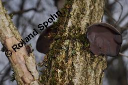 Judasohr, Chinesische Morchel, Mu-Err, Hirneola auricula-judae, Auricularia auricula-judae, Hirneola auricula-judae, Auricularia auricula-judae, Judasohn, Chinesische Morchel, Mu-Err, Ascomycet, Fruchtkörper Kauf von 00174_hirneola_auricula-judae_dsc_8194.jpg