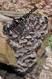 Judasohr, Chinesische Morchel, Mu-Err, Hirneola auricula-judae, Auricularia auricula-judae, Hirneola auricula-judae, Auricularia auricula-judae, Judasohn, Chinesische Morchel, Mu-Err, Ascomycet, Fruchtkörper Kauf von 00174_hirneola_auricula_judae_dsc_4393.jpg