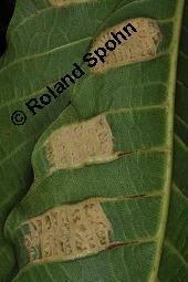 Echte Walnuss, Baumnuss, Juglans regis, Juglandaceae, Juglans regia, Echte Walnuss, Baumnuss, Habitus Kauf von 00182_juglans_regia_dsc_3435.jpg