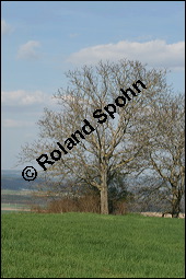 Echte Walnuss, Baumnuss, Juglans regis, Juglandaceae, Juglans regia, Echte Walnuss, Baumnuss, Habitus Kauf von 00182juglans_regiaimg_6478.jpg