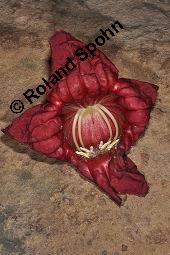 Leberwurstbaum, Kigelia africana, Kigelia africana, Leberwurstbaum, Bignoniaceae, Blüte Kauf von 00183_kigelia_africana_dsc_7859.jpg